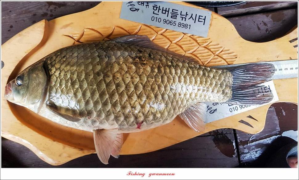 한버들 45 cm대물 및 오름수위 현황 (조황조행기 - 특파원조황)