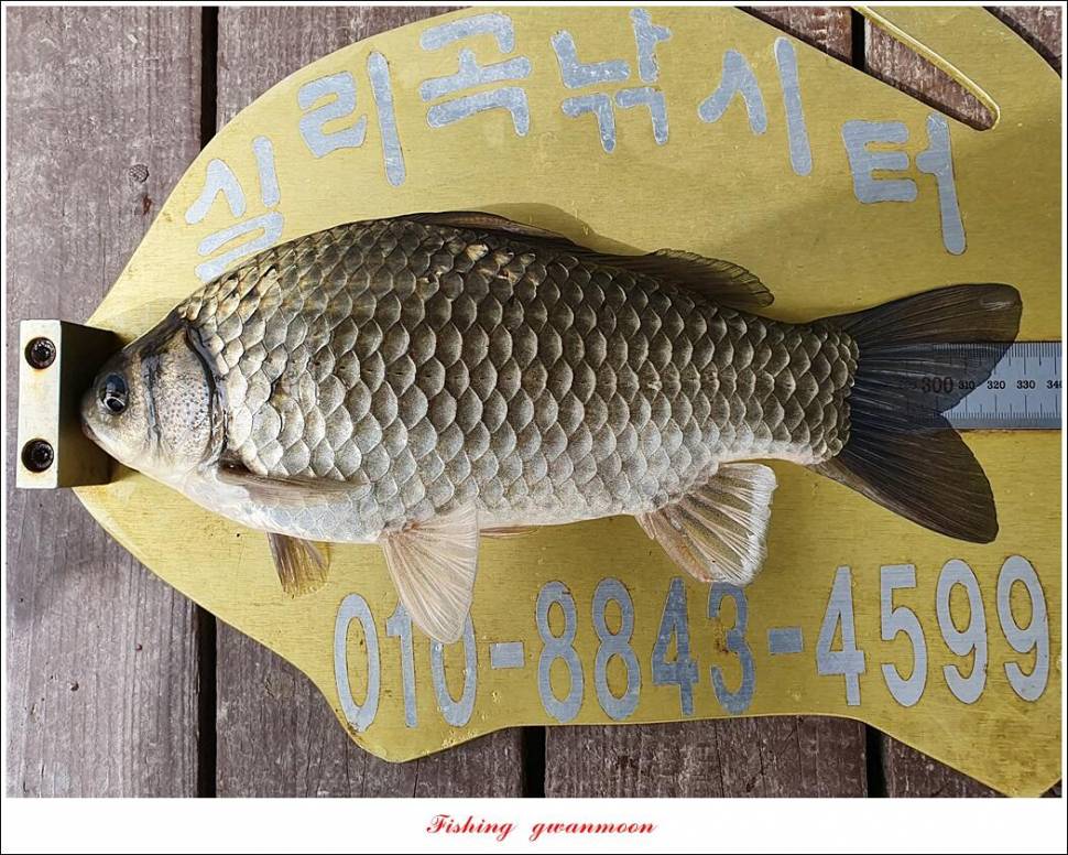 제일 4 짜신리 4 짜실리곡 4 짜 대물 조황 (조황조행기 - 특파원조황)