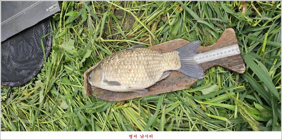 제일 낚시터 대박 조황명서 낚시터 호조황 (조황조행기 - 특파원조황)