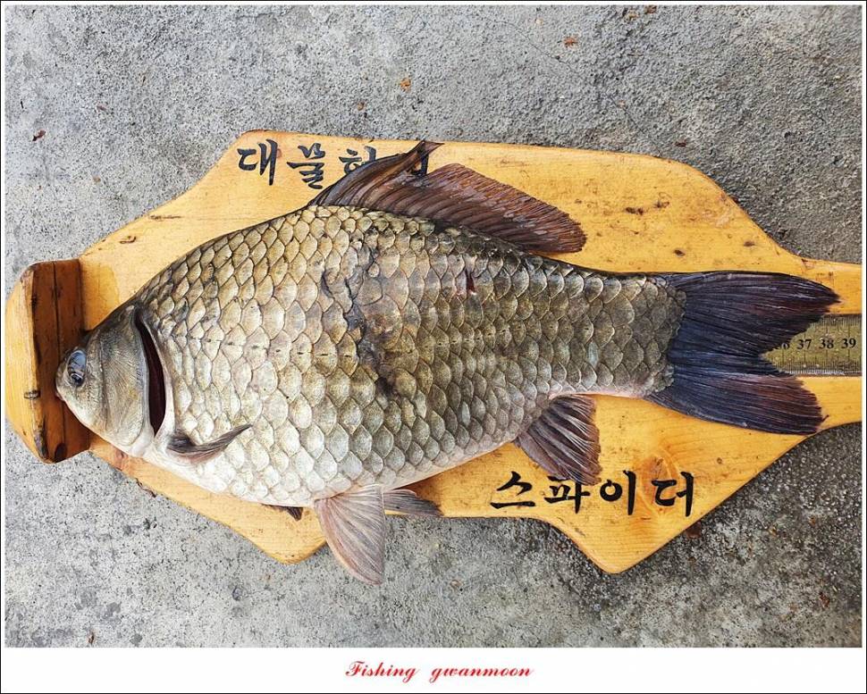 목벌 4 짜 및 월척화곡지 조황 (조황조행기 - 특파원조황)