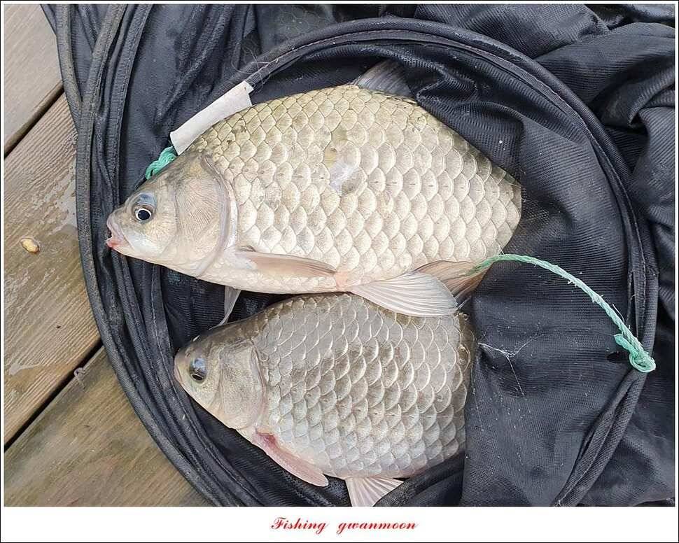한버들 4 짜 2 수신리 4 짜실리곡 월척칠성지 4 짜 조황 (조황조행기 - 특파원조황)