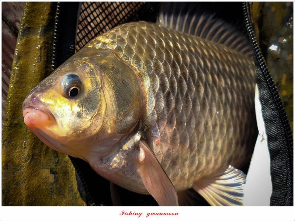 돌감 38 cm 및 화곡지외 주변 조황 (조황조행기 - 특파원조황)