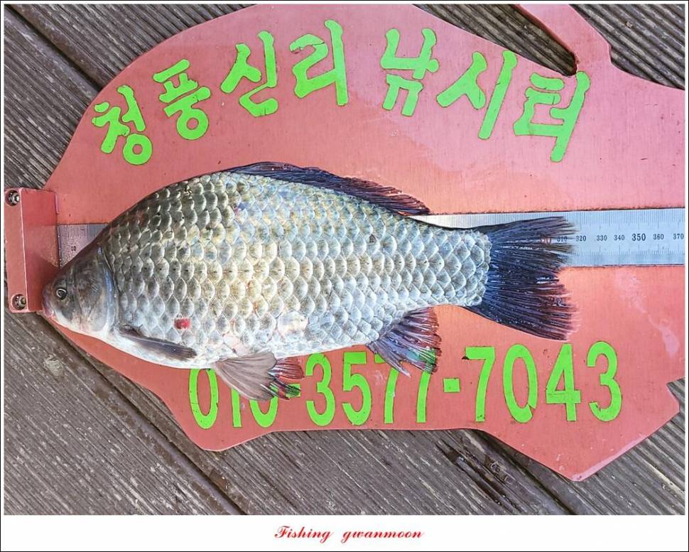 한버들 왕중왕전 대회신리 465 cm 대물 돌감 37 cm34 cm월척 조황 (조황조행기 - 특파원조황)