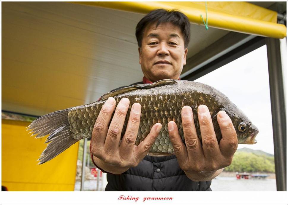 문골 395 cm355 cm 한버들 월척 조황 (조황조행기 - 특파원조황)