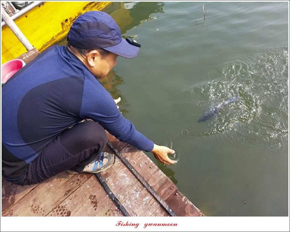 실리곡 4 짜돌감 395 cm칠성지 4 짜 (조황조행기 - 특파원조황)