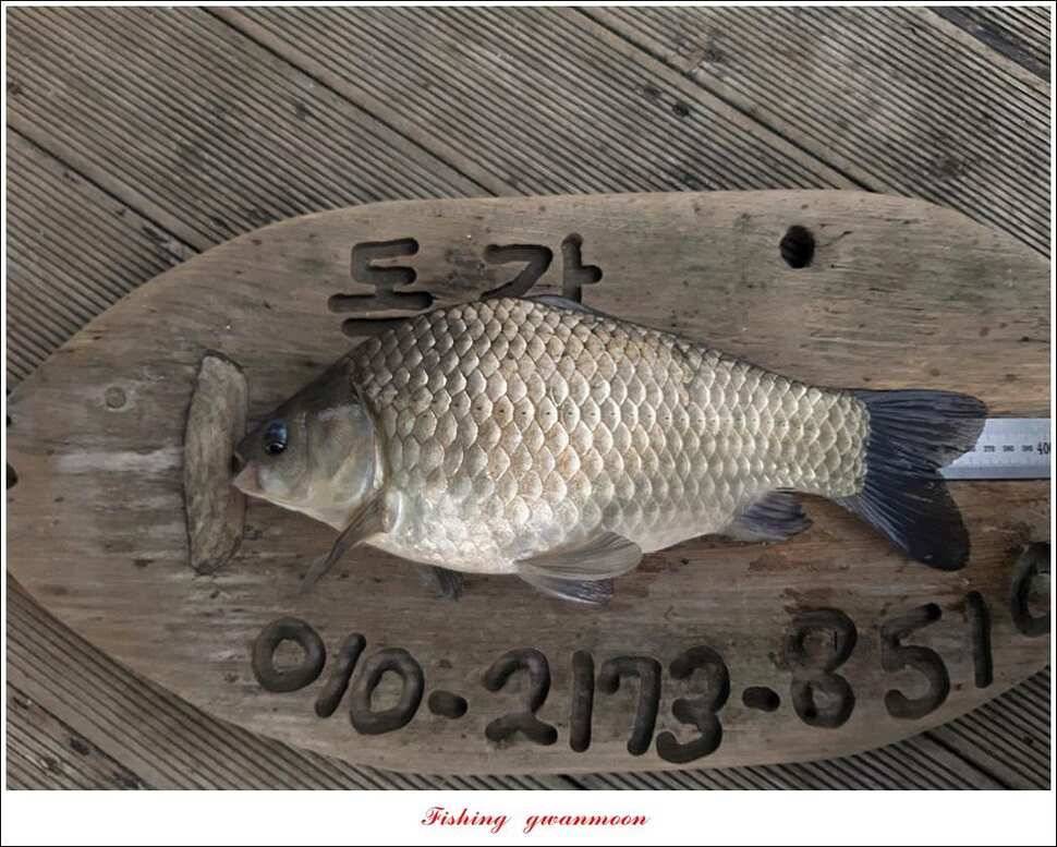 제일 395 cm돌감 37 cm 및 월척 조황 (조황조행기 - 특파원조황)