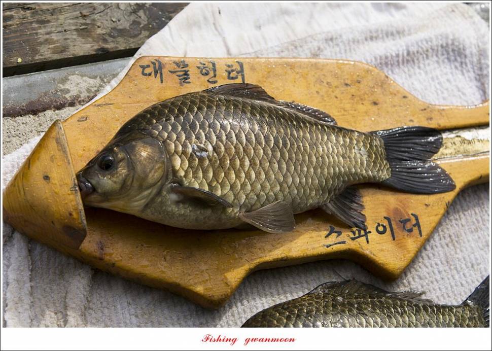 화곡지 4 짜 및 청풍호 조황 소식 (조황조행기 - 특파원조황)