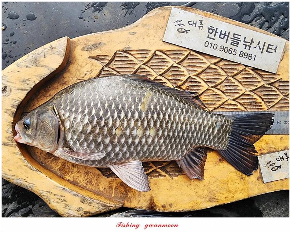 솔 월척한버들 월척 조황 (조황조행기 - 특파원조황)