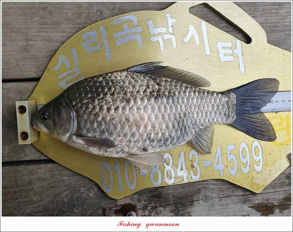 한버들 4 짜신리 4 짜실리곡 4 짜대물 조황 (조황조행기 - 특파원조황)