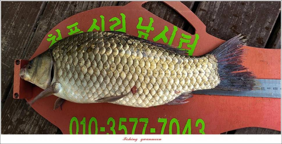충주호 만수위 및 신리 4 짜 대물 조황 (조황조행기 - 특파원조황)