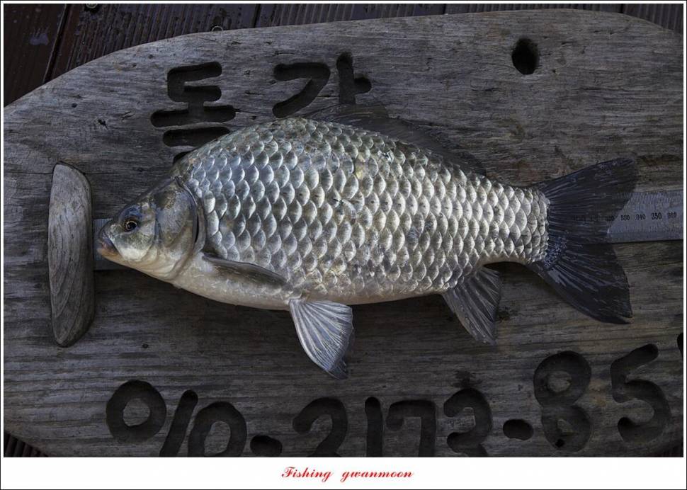 한버들 왕중왕전 대회신리 465 cm 대물 돌감 37 cm34 cm월척 조황 (조황조행기 - 특파원조황)