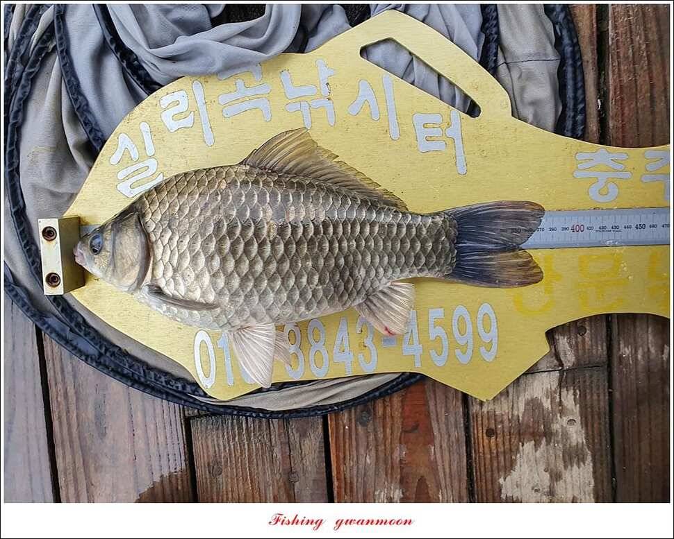 돌감 4 짜실리곡 4 짜신리 4 짜한버들 월척 조황 (조황조행기 - 특파원조황)