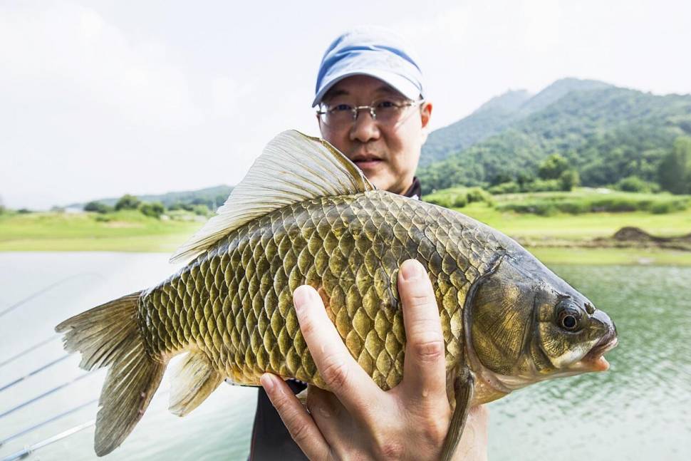 한버들 425 cm41 cm충주호 오름수위 조황 (조황조행기 - 특파원조황)