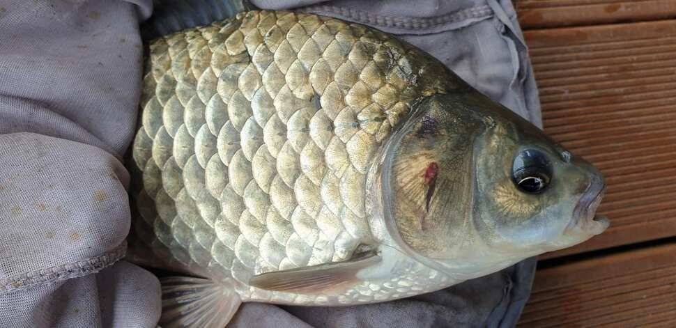 솔 42 43cm 대물붕어 목벌에도 4짜 꽃바위 키로급장어 허리급 붕어조황 (조황조행기 - 특파원조황)
