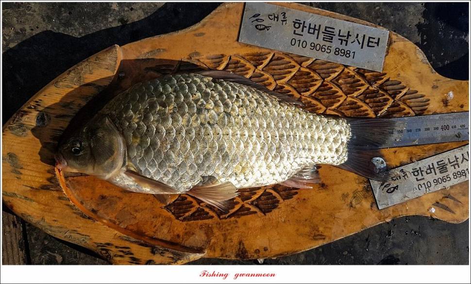 돌감 최대어 이벤트한버들 허리급 월척 조황 (조황조행기 - 특파원조황)