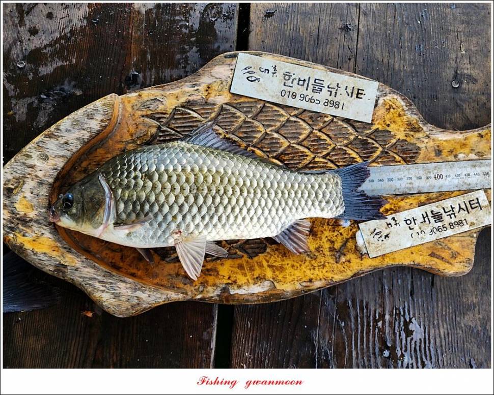 명서한버들 조황 소식 (조황조행기 - 특파원조황)