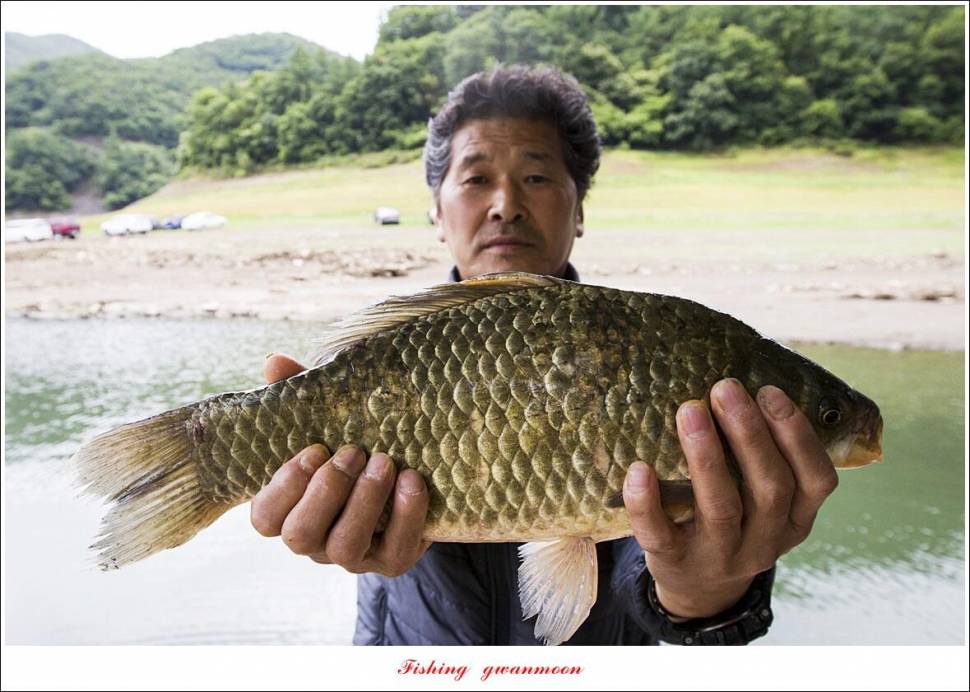 목벌 42 cm42 cm39 cm38 cm 대물 조황 (조황조행기 - 특파원조황)