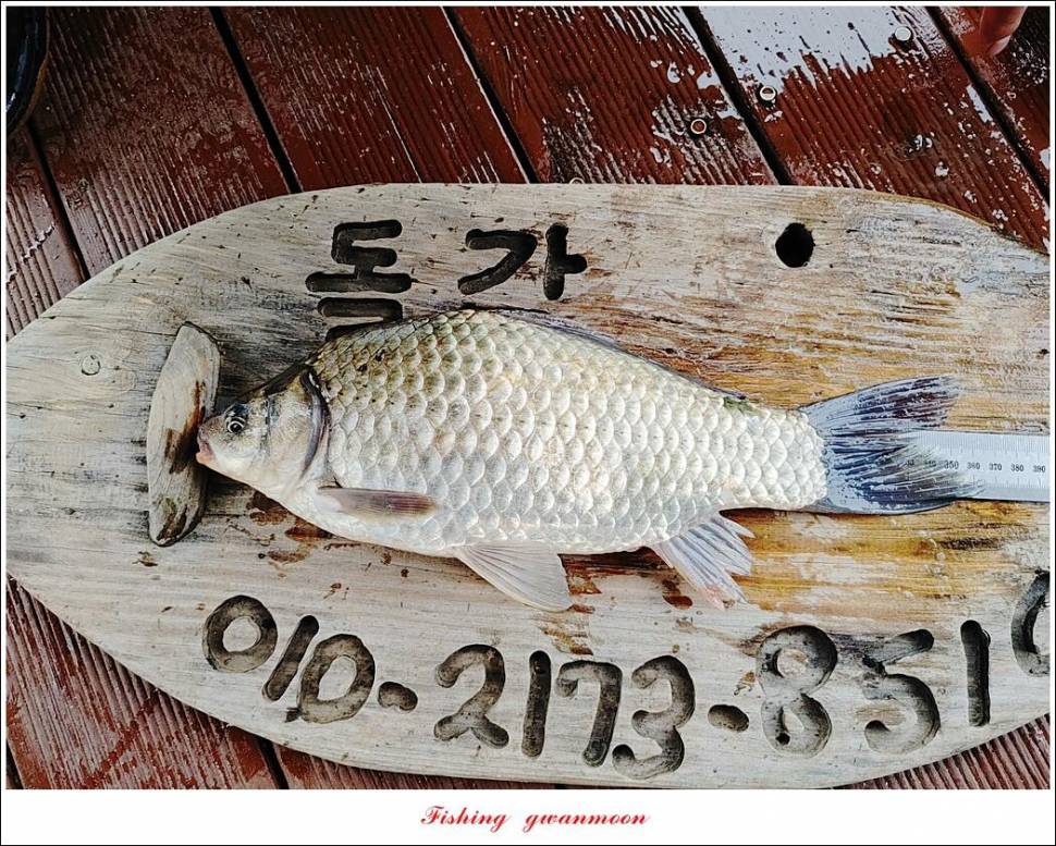 신리 44 cm실리곡 41 cm돌감 405 cm칠성지 대물 조황 (조황조행기 - 특파원조황)
