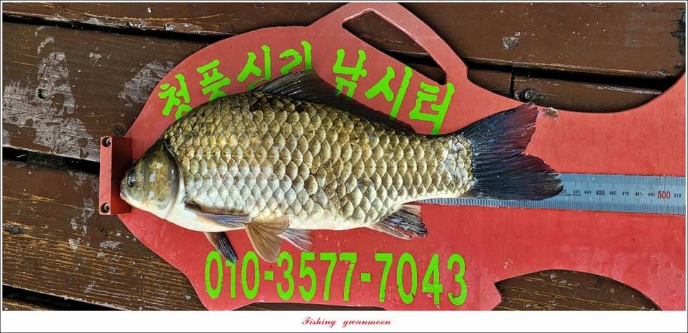 신리 낚시터 42 cm 대물 및 월척 조황 (조황조행기 - 특파원조황)