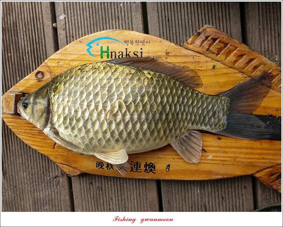 제일 40 cm37 cm 대물 조황 (조황조행기 - 특파원조황)