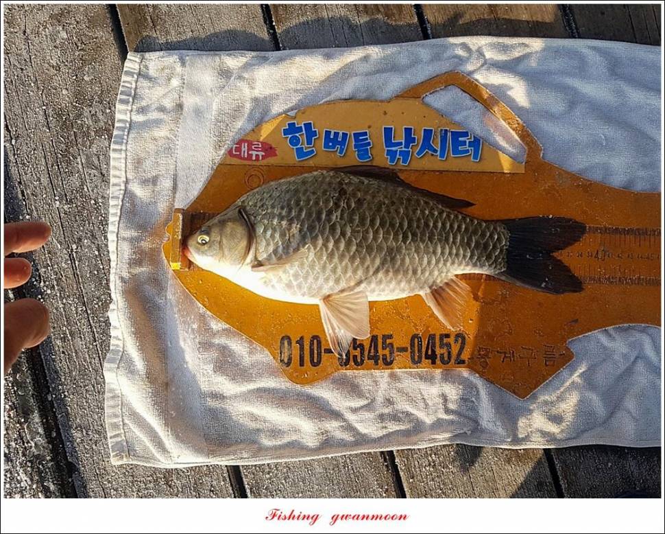 한버들 39cm실리곡 36 cm37 cm 월척 및 빙어 조황 (조황조행기 - 특파원조황)