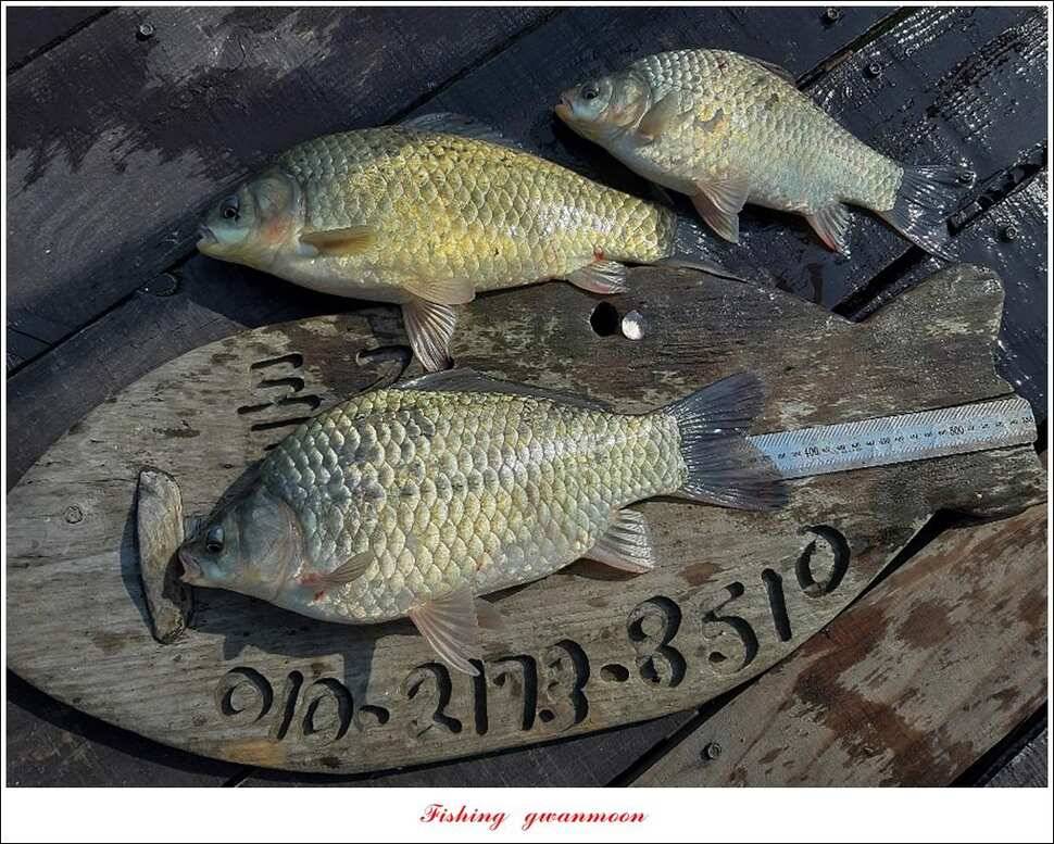 병호 월척장어돌감 38 cm385 cm솔 40 cm (조황조행기 - 특파원조황)