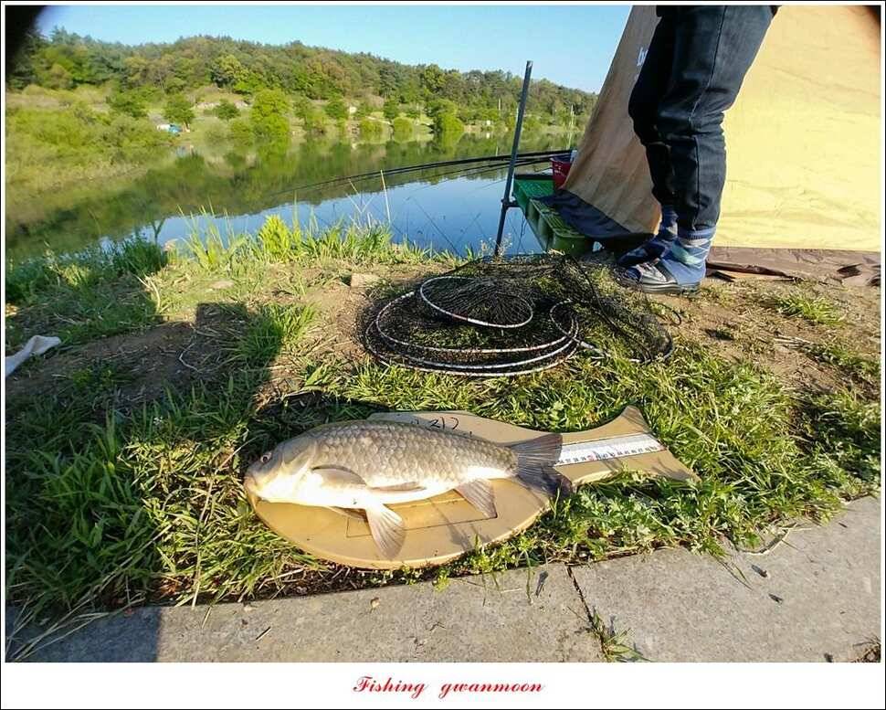 칠성지 45 cm405 cm40 cm대물 조황 (조황조행기 - 특파원조황)
