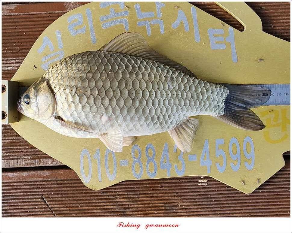 한버들 4 짜 2 수신리 4 짜실리곡 월척칠성지 4 짜 조황 (조황조행기 - 특파원조황)