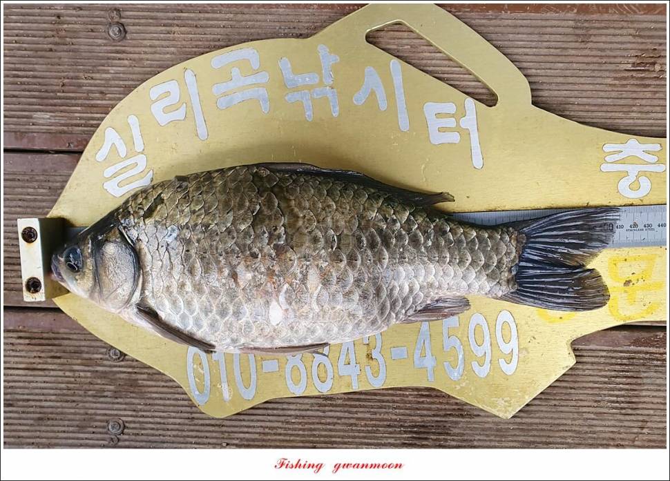 실리곡 44 cm41 cm40 cm돌감 40 cm사짜 조황 및 이벤트 시상 (조황조행기 - 특파원조황)