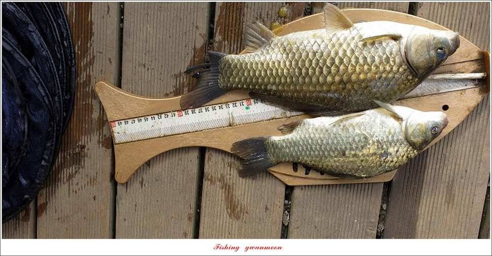 신매 44 cm 대물돌감 4 짜늘푸른제일 월척 조황 (조황조행기 - 특파원조황)