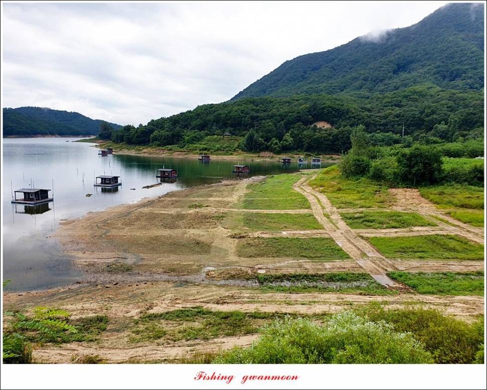 충주호 오름수위화곡지 조황 (조황조행기 - 특파원조황)