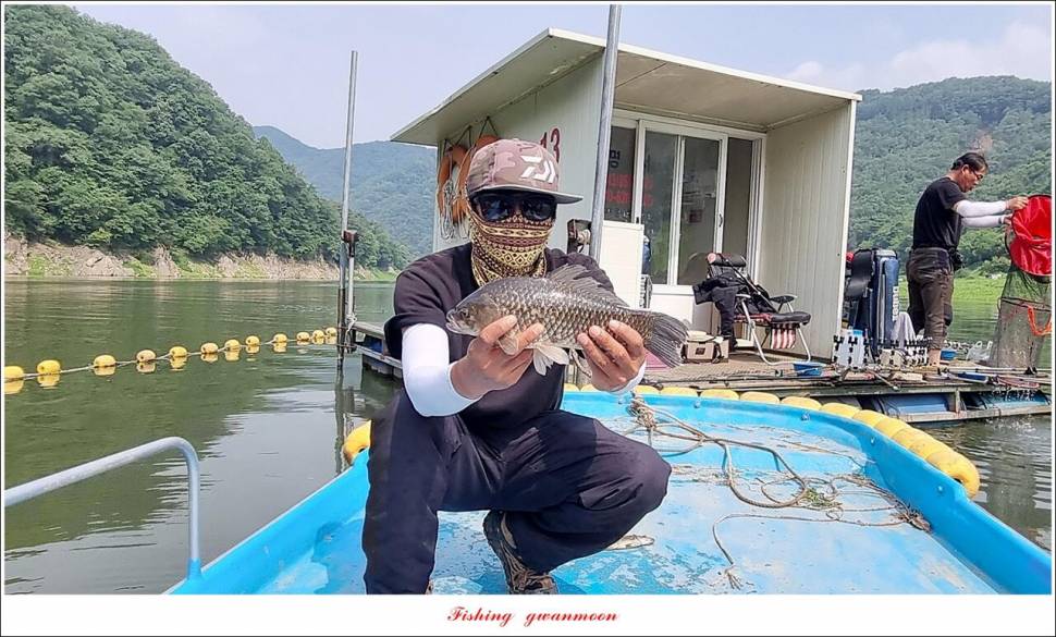명서 43 cm 대물 및 4 짜 마릿수 조황 (조황조행기 - 특파원조황)