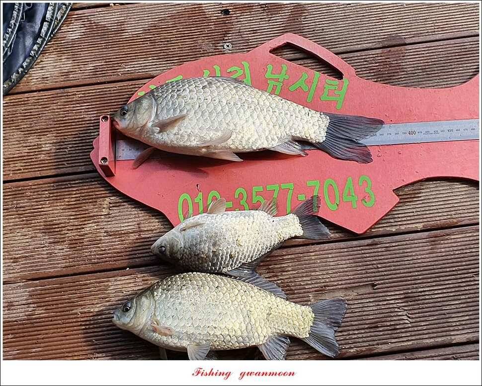 한버들 4 짜 2 수신리 4 짜실리곡 월척칠성지 4 짜 조황 (조황조행기 - 특파원조황)