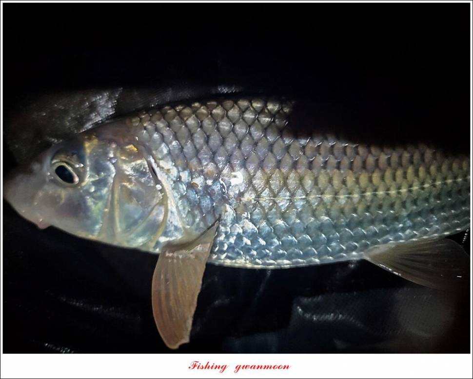 솔 45 cm 대물 조황 (조황조행기 - 특파원조황)