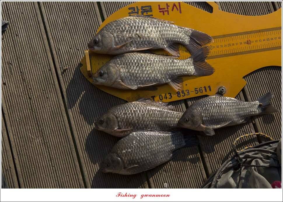 제일 낚시터 월척 및 마릿수 조황 (조황조행기 - 특파원조황)
