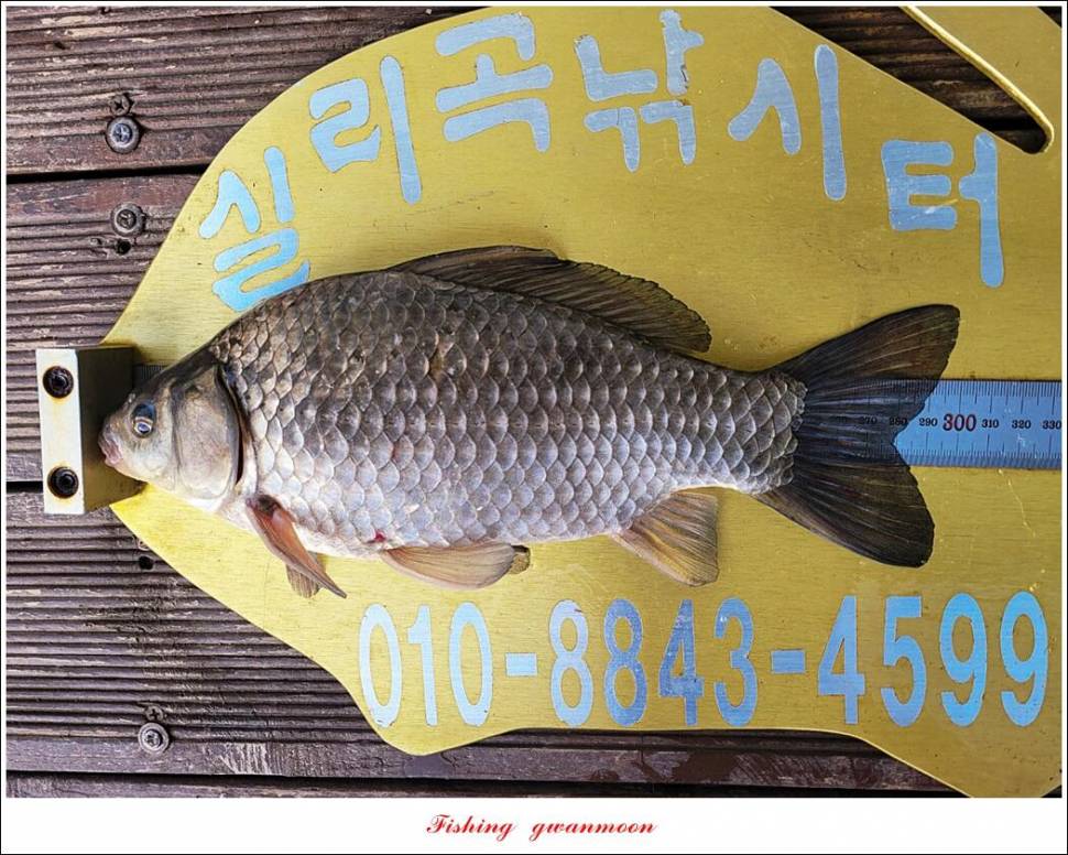 실리곡돌감 월척 조황 (조황조행기 - 특파원조황)