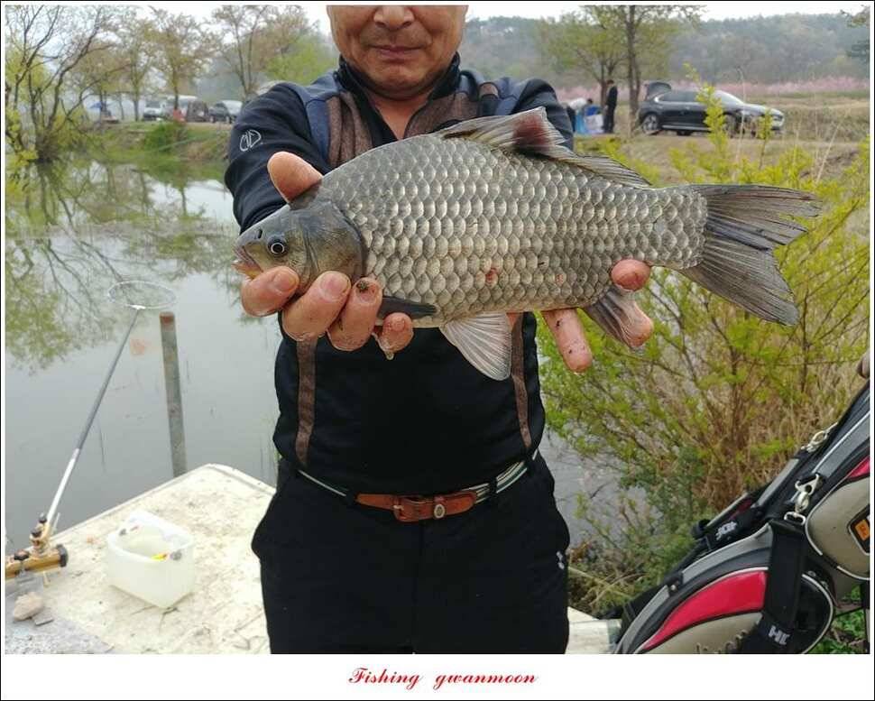 제일 39 cm 대물 조황화곡지칠성지 조황 (조황조행기 - 특파원조황)
