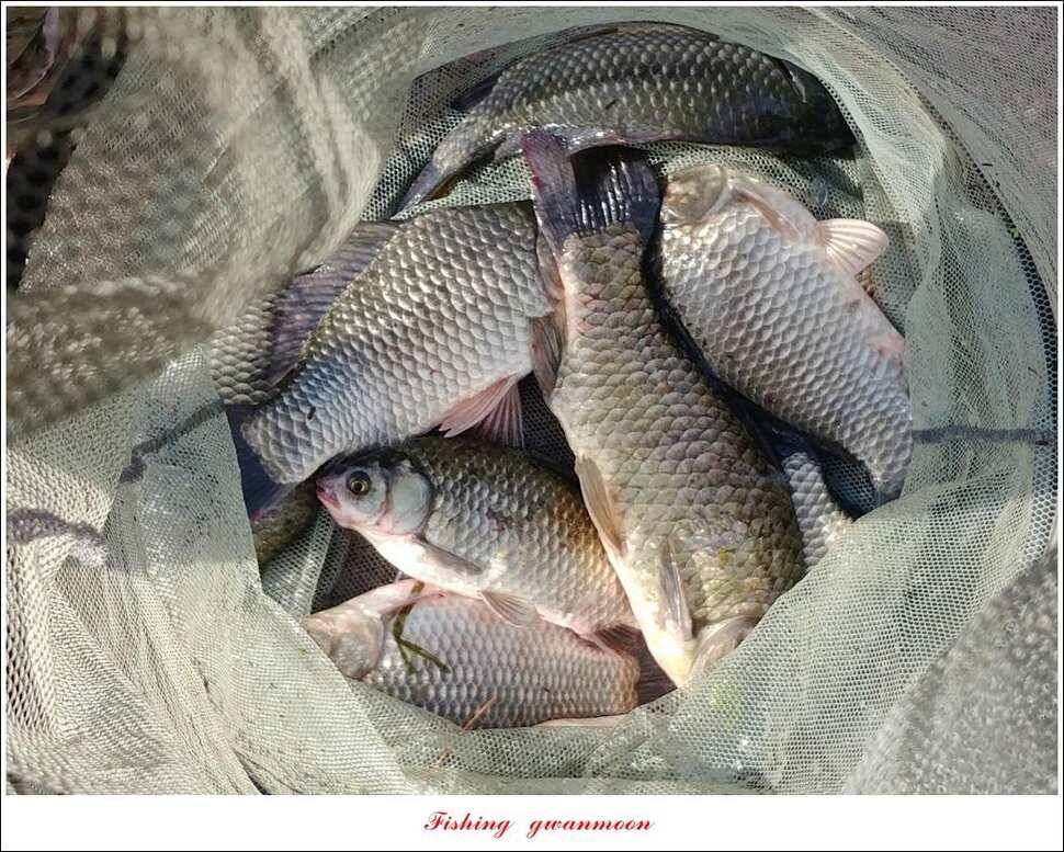 제일 4 짜 및 마릿수 대물칠성지 4 짜 및 마릿수 조황 (조황조행기 - 특파원조황)
