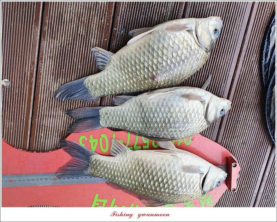 한버들 4 짜 2 수신리 4 짜실리곡 월척칠성지 4 짜 조황 (조황조행기 - 특파원조황)