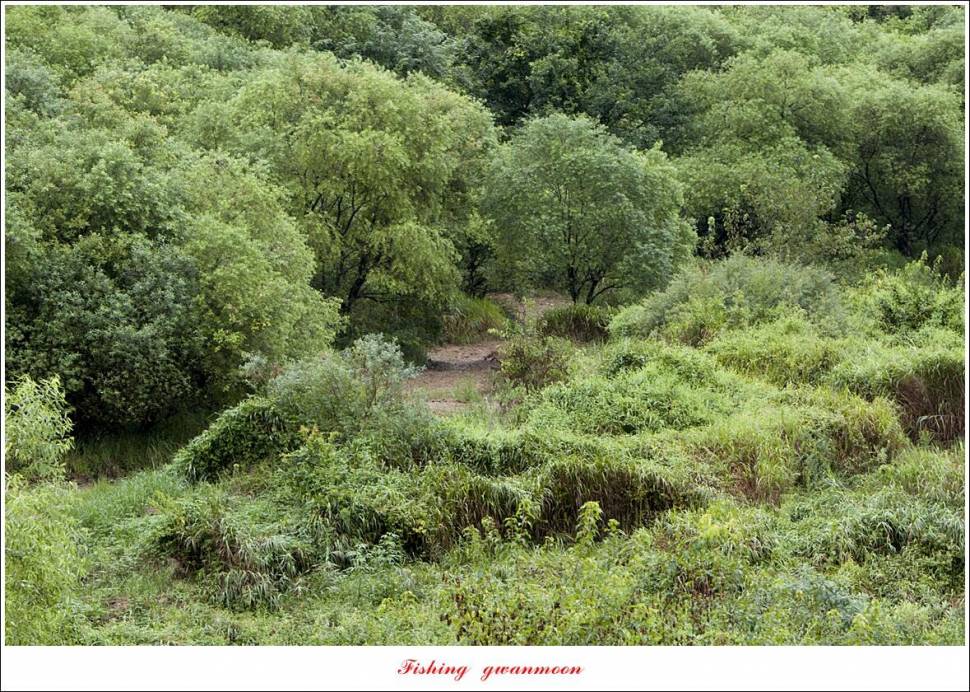 충주호 오름수위화곡지 조황 (조황조행기 - 특파원조황)
