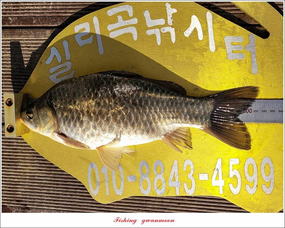 실리곡돌감 월척 조황 (조황조행기 - 특파원조황)