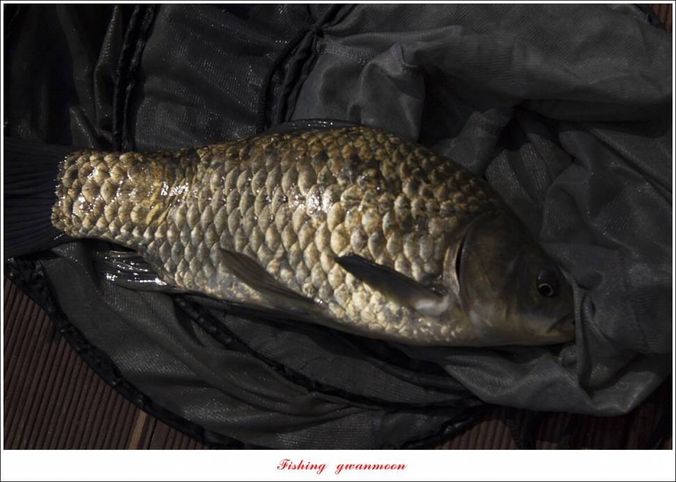 목벌 42 cm41 cm35 cm대물 조황 (조황조행기 - 특파원조황)