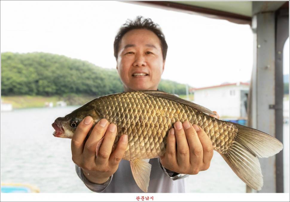 화곡지 49 cm477 cm455 cm 호조황 (조황조행기 - 특파원조황)