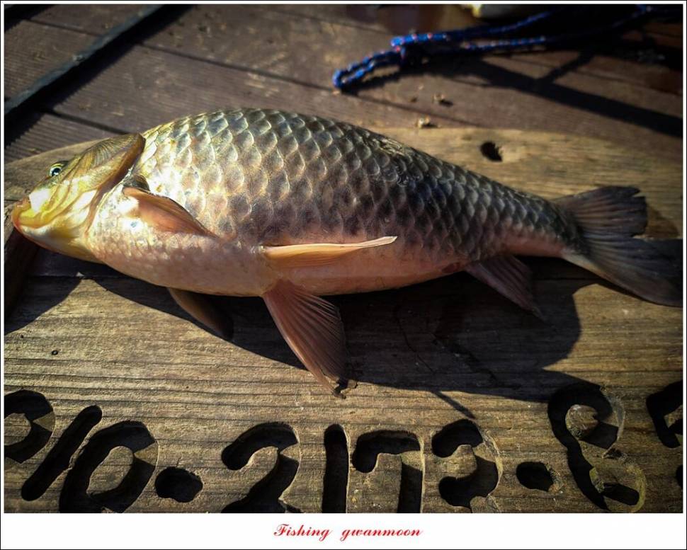 돌감 38 cm 및 화곡지외 주변 조황 (조황조행기 - 특파원조황)