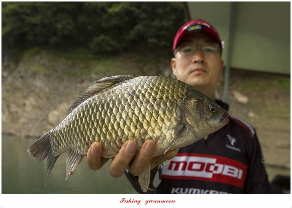 사오리 445 cm41 cm 대물 조황 (조황조행기 - 특파원조황)