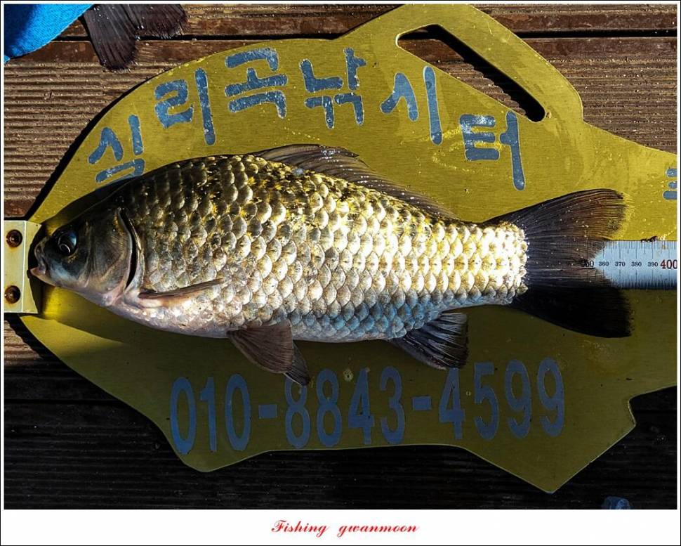 목벌 42 cm신리 41 cm408 cm실리곡 39 cm38 cm대물 조황 (조황조행기 - 특파원조황)