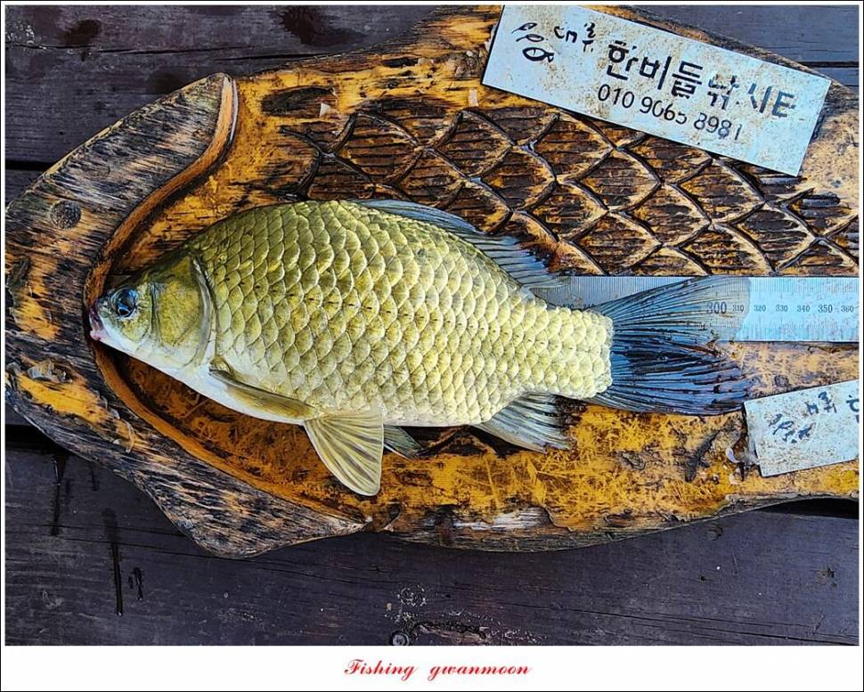 명서한버들 조황 소식 (조황조행기 - 특파원조황)