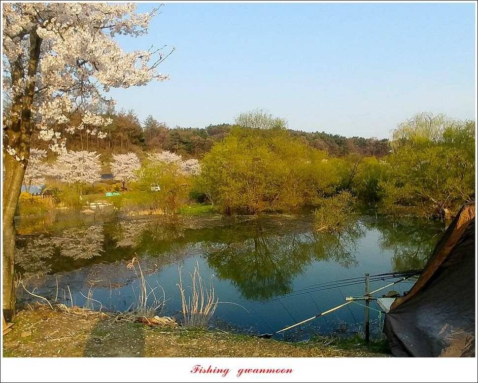 한버들 4 짜 2 수지곡리 노지칠성지 대물 조황 (조황조행기 - 특파원조황)