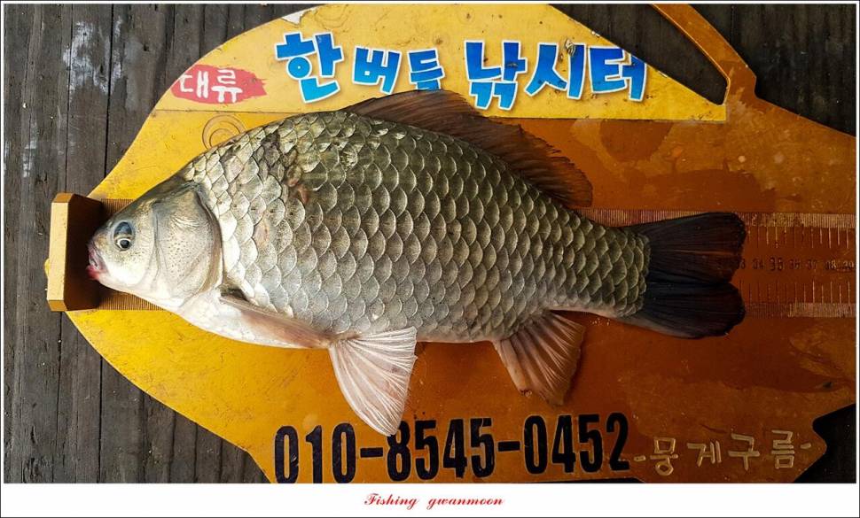 문골 395 cm355 cm 한버들 월척 조황 (조황조행기 - 특파원조황)