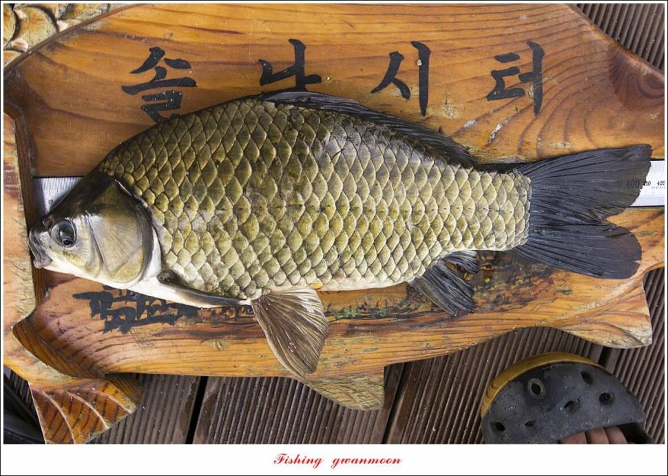 솔 낚시터 41 cm 대물화곡지 조황 (조황조행기 - 특파원조황)
